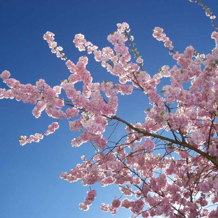 Kirschblüte