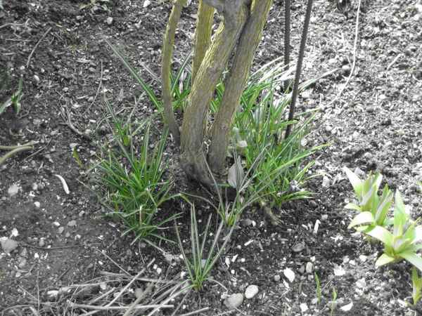 Frühlingserwachen 004