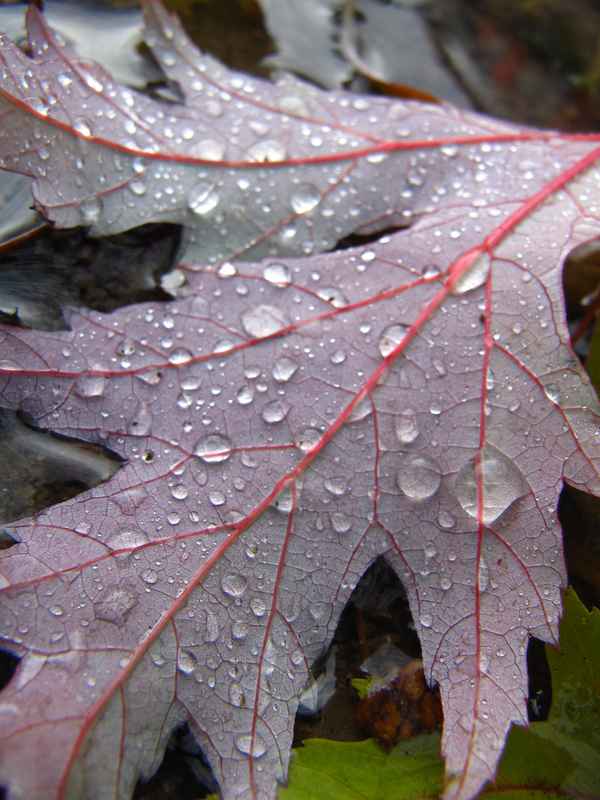 Lebensadern und Regentropfen