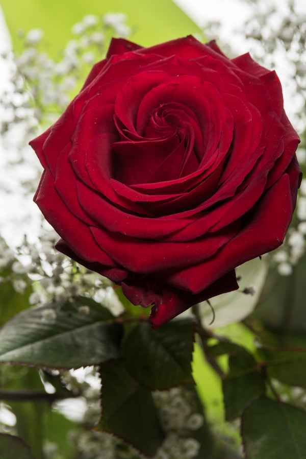 Red Rose