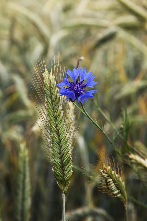Korn Blume