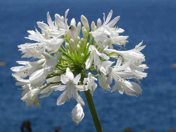 Afrikanische Liebesblume, weiß (Schmucklilie)