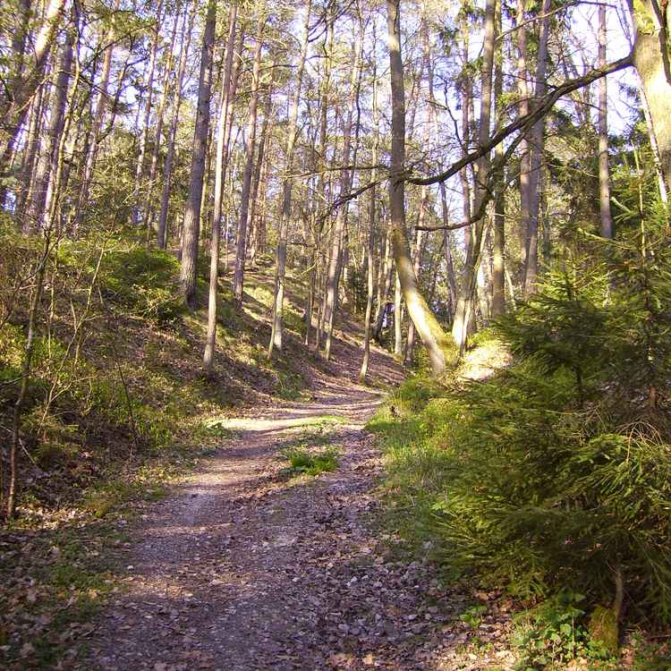 Waldweg