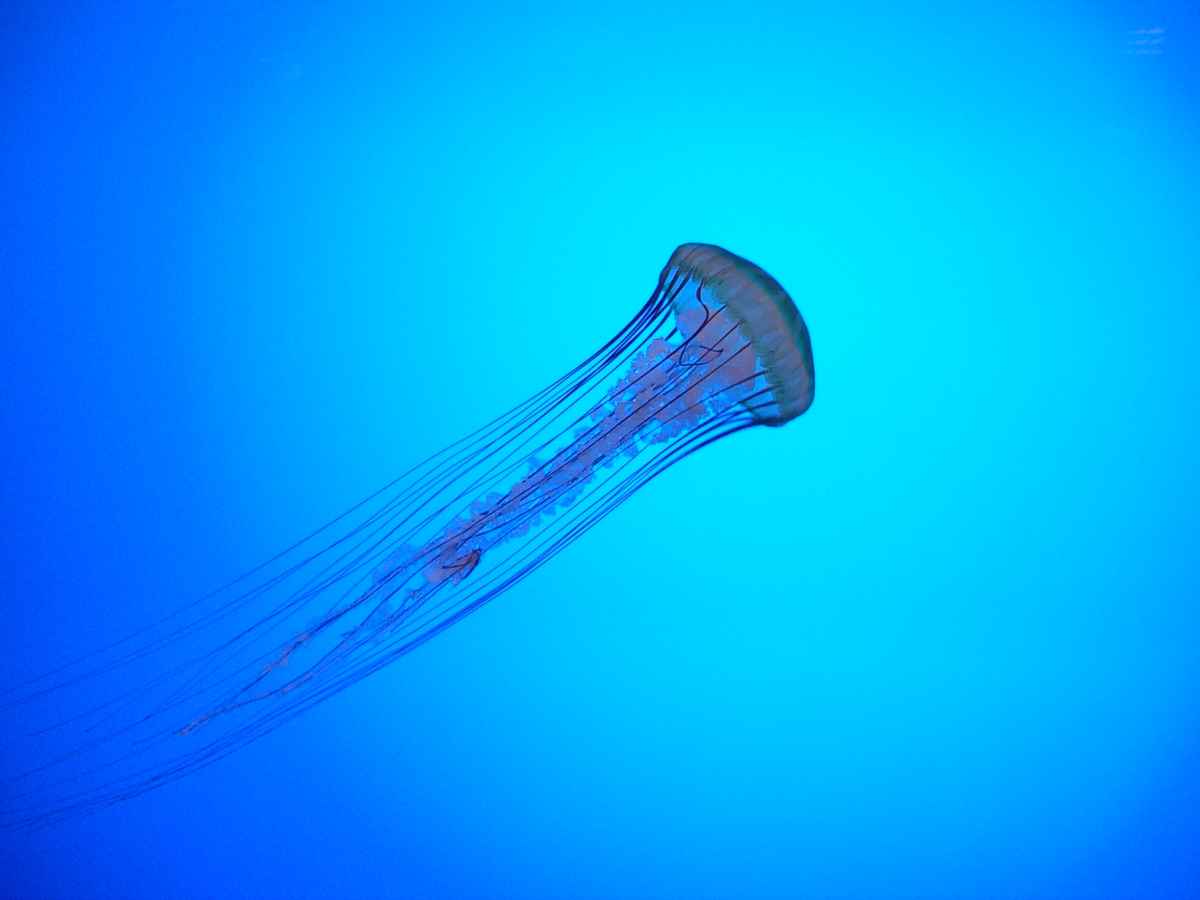 Qualle 1
