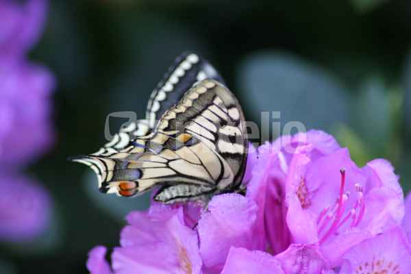 Schmetterling auf Blüte