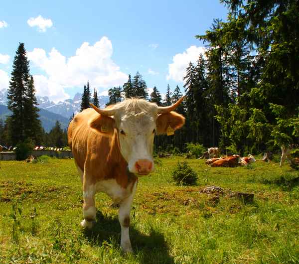 Xaverl, der kleine Stier