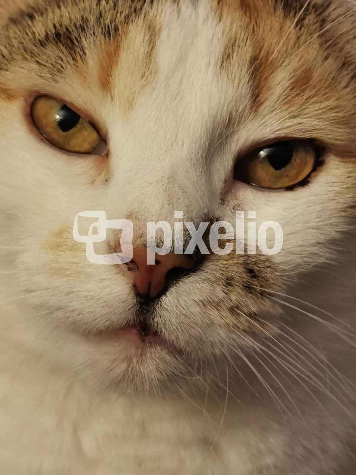 Katze ganz nah