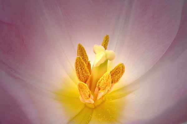 Innenansicht einer Tulpe