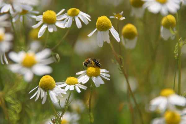 Kamillenblüte mit Biene
