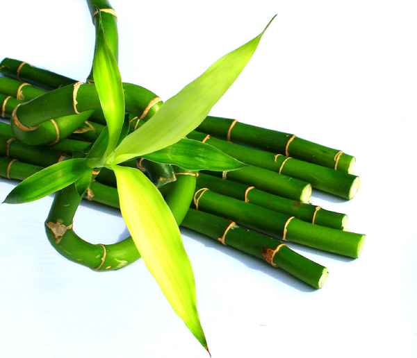 LUCKY BAMBOO III