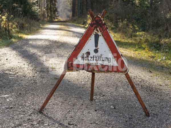 Holzfällung
