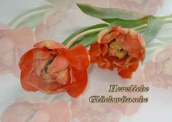 Kleine Tulpen - Grußkarte