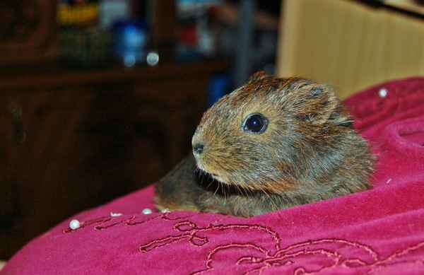 der kleine Silvester