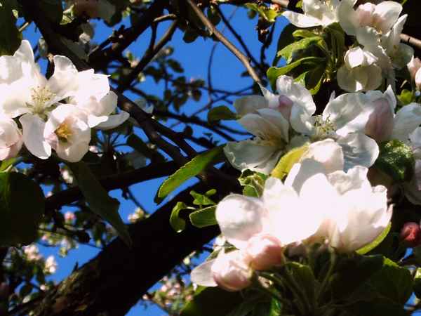 Apfelblüten