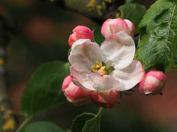 roter augustapfel  blüte
