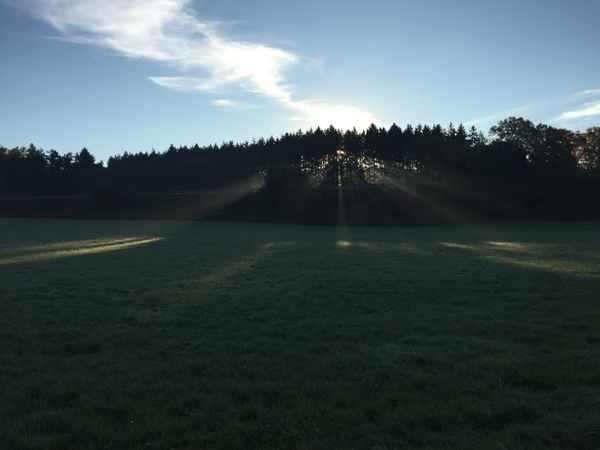 Sonnenstrahlen brechen sich duch Wald / Foto: Alexander Hauk