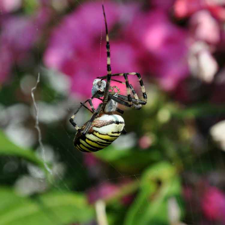 Wespenspinne mit Beute