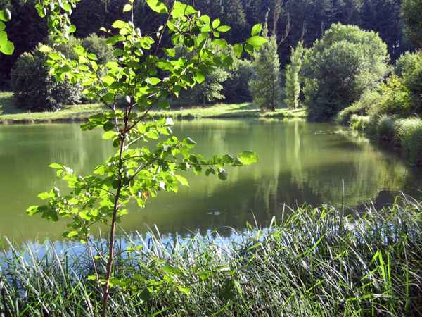 Frühling am See