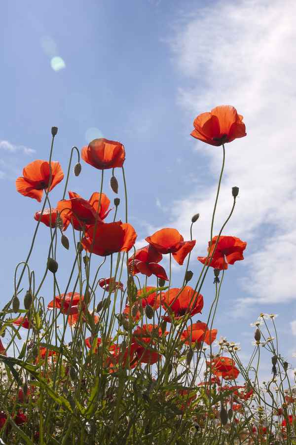 in voller Blüte