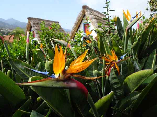 Madeira_Traditionelles_Bauernhaus_in_Santana