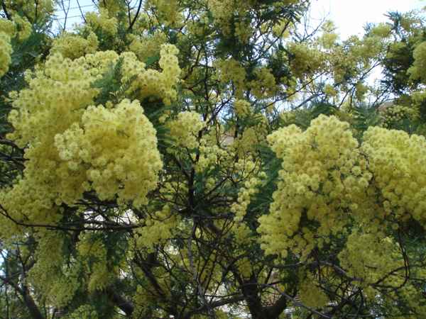 Mimosen