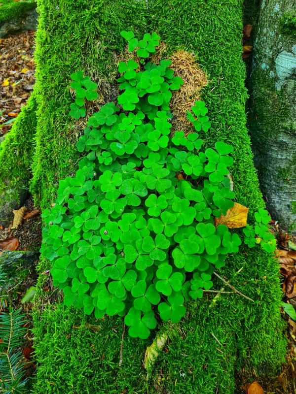 Auf der Suche nach dem Glück