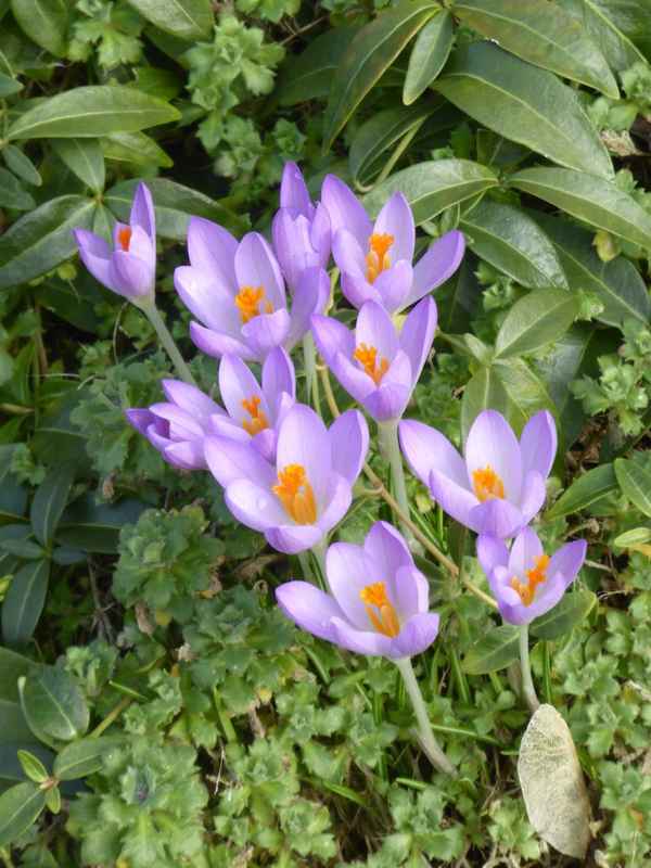 Die ersten Krokusse