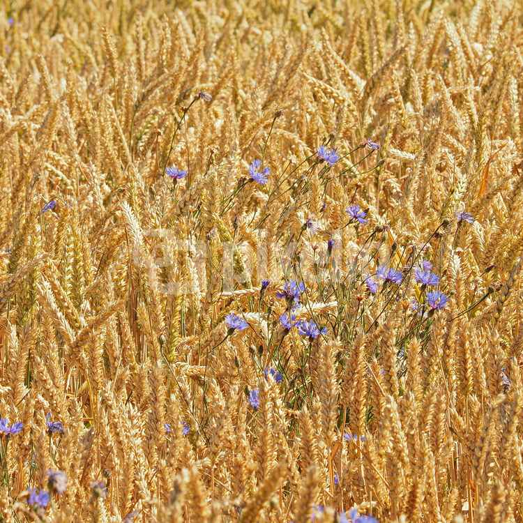 korn und blumen