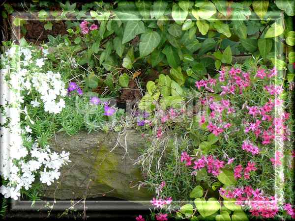 Blumen