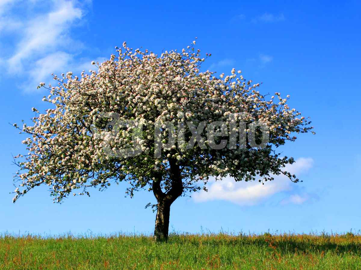 BLÜTEN AM ALTEN APFELBAUM