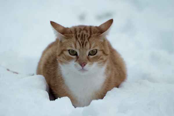 Mein Schnee