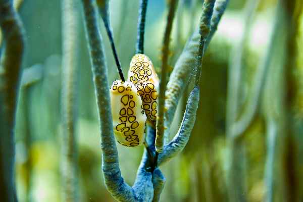 Flamingozungen Duett