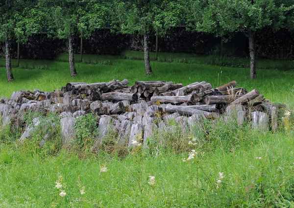 Altes Holz in der Streuobstwiese