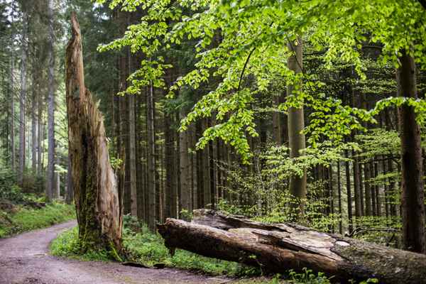 Totholz ist Lebensraum 3