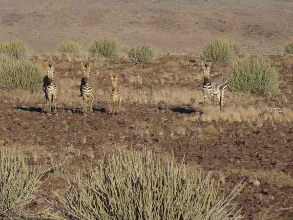 Parade der Bergzebras (Namibia)