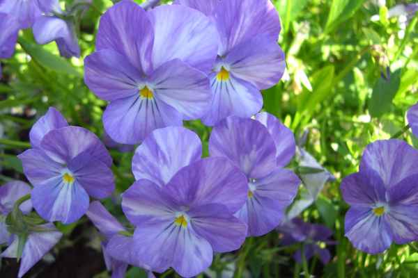 Stiefmütterchen, blau