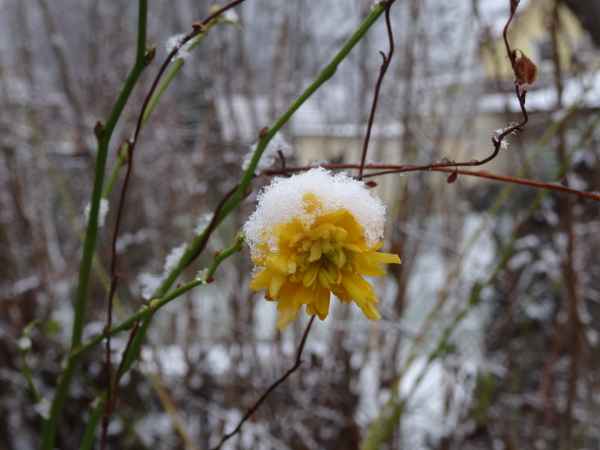 verschneite Blume