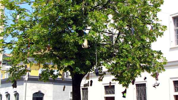 Schuhbaum