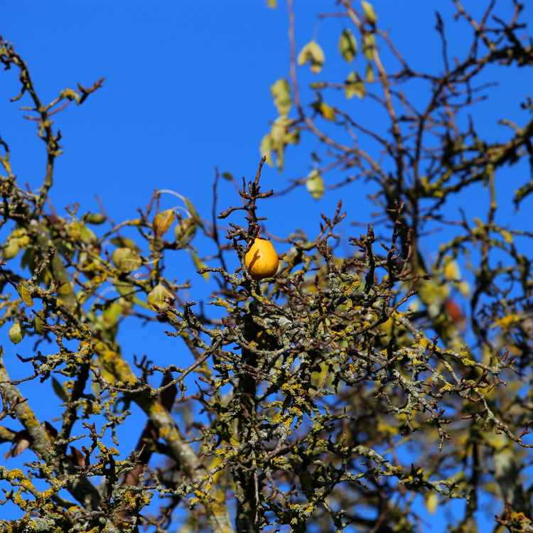 Die letzte ihrer Art