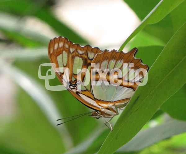 Schmetterling (8)