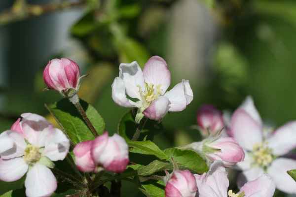 Blüten des Apfelbaums