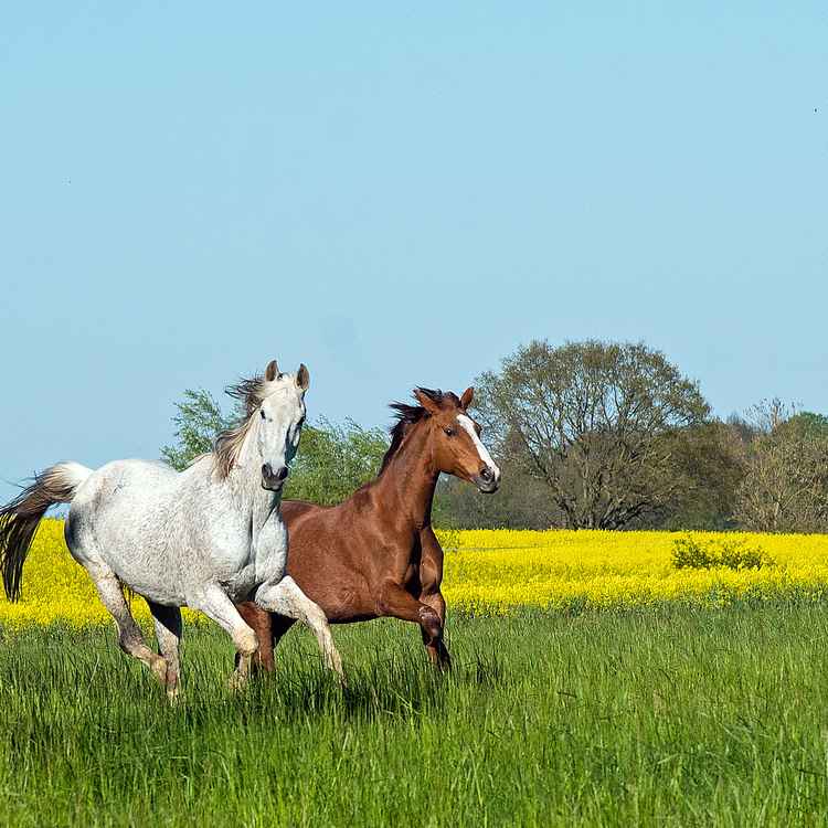 Trakehner im Frühling 2