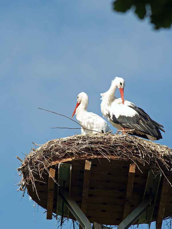 Störche im Nest