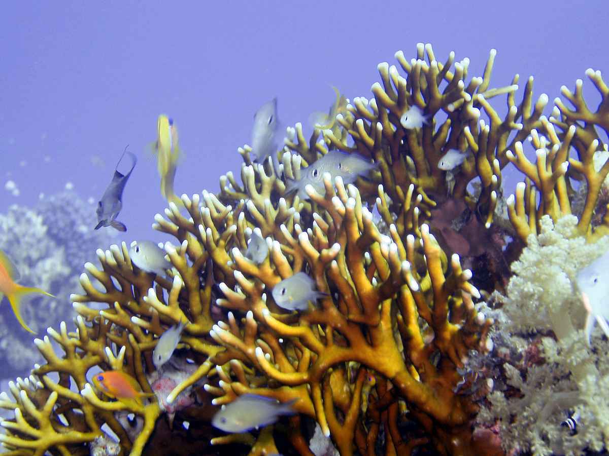 Sealife1