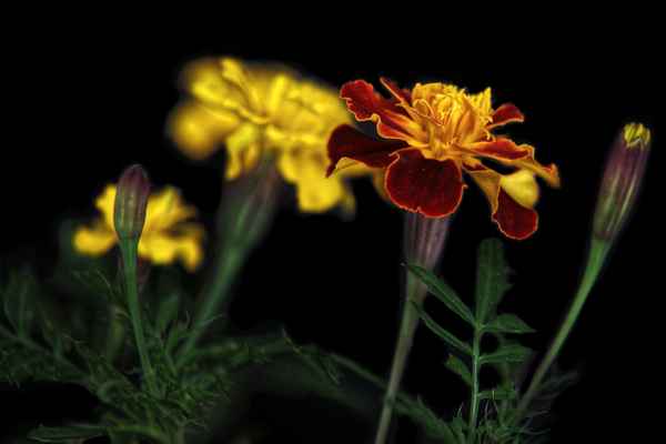 Tagetes