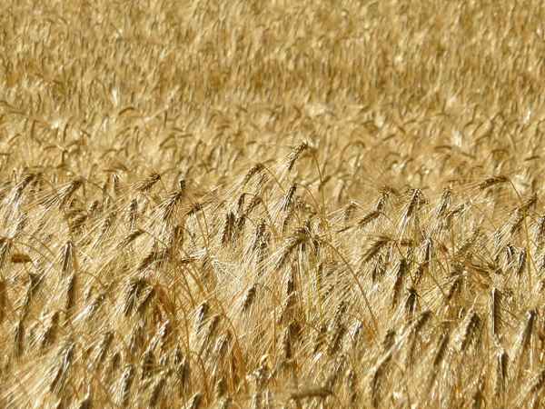 Kornfeld