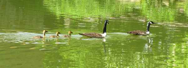 Gänsefamilie #2
