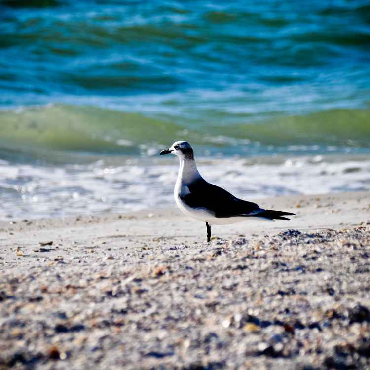 Möwe am Strand