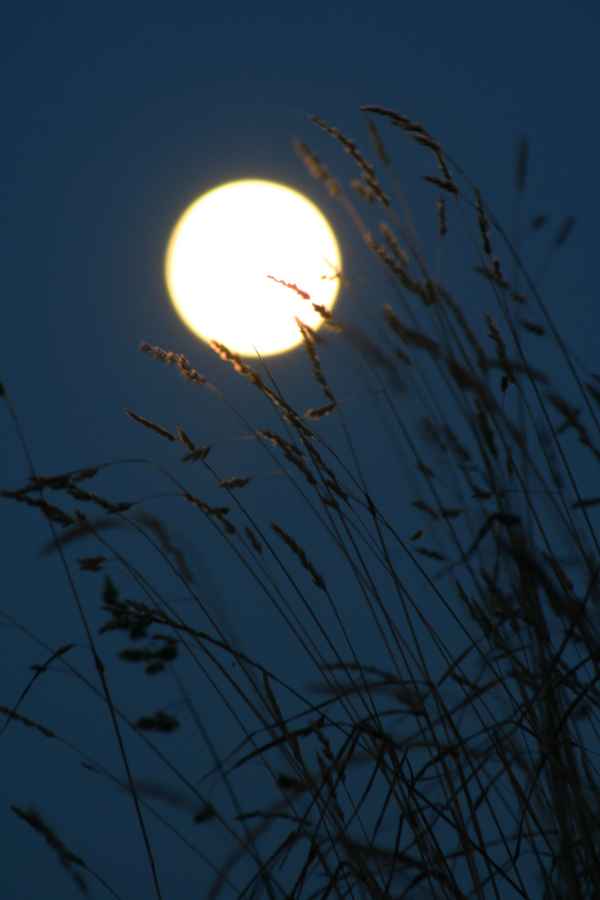 Im Mondlicht 002