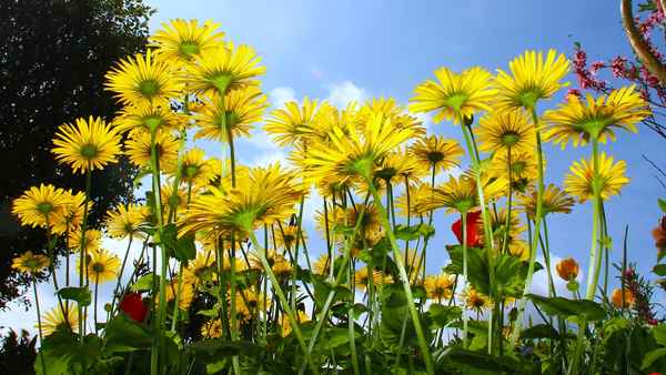 Sonniger Terrassenausblick 02